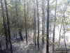 Pożar lasu w miejscowości Małowidz 28.08.2019r.